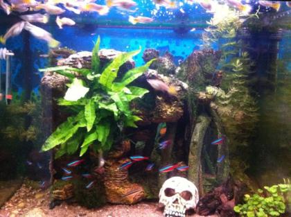 Aquarium 80 Liter mit Filter Pumpe Zubehör