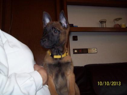 Reinrassige Malinois Welpen Belgische Schäferhunde