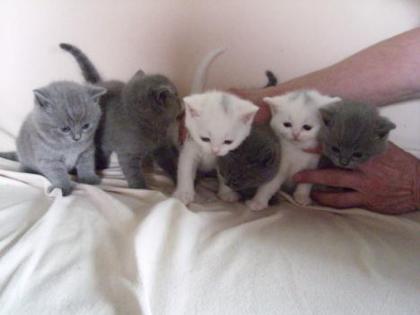 BKH Kätzchen British Kurzhaar Kitten - KARTÄUSER mit