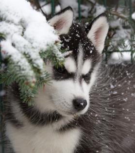 Siberian Husky Welpen Weibchen Rüde geb 17. 12. 2022