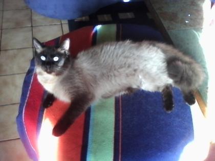 Suchen Kitten weiblich
