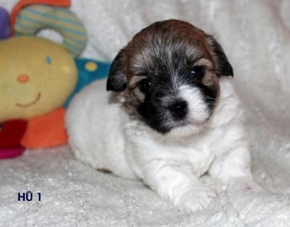 Wunderschöne Coton de Tulear Welpen geb. 27 3 2014 mit VDH Papieren