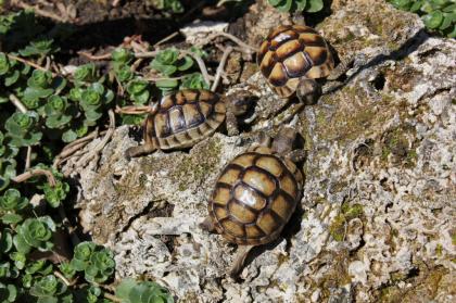 Testudo Marginata Nachzucht 2022