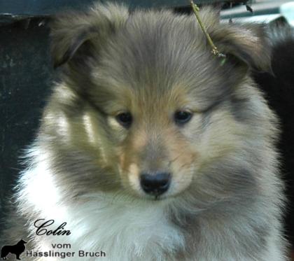 3 wunderschöne gesunde Colliekinder m. P.