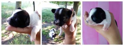 2 reinrassige Papillon Hunde suchen ein neues Zuhause geb 23. 5. 2022