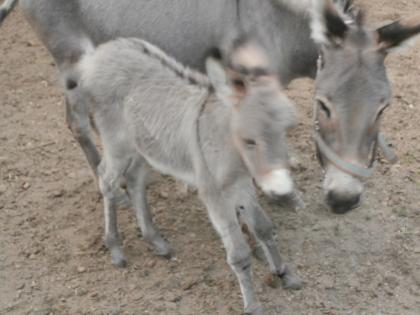 Afrikanische Großeselstute Eselhengstfohlen Islandstute zu verkaufen