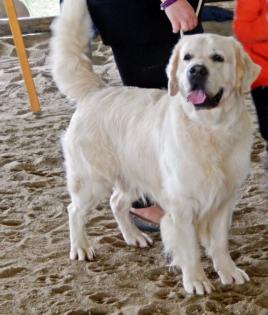 Charamter Golden Retriever Deckrüde hat Termine frei