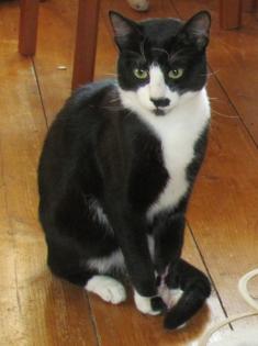 Katze / Kater seit 29. 80. 2022 vermisst / entlaufen / gesucht in 63526 Erlensee