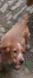 2 süße Cocker Spaniel Welpen