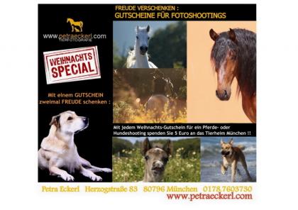 Freude schenken an Weihnachten Fotoshooting Pferde Tiershooting Pferdeshooti