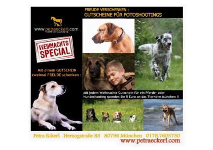 Freude schenken an Weihnachten Fotoshooting Hunde Tiershooting Hundeshooting