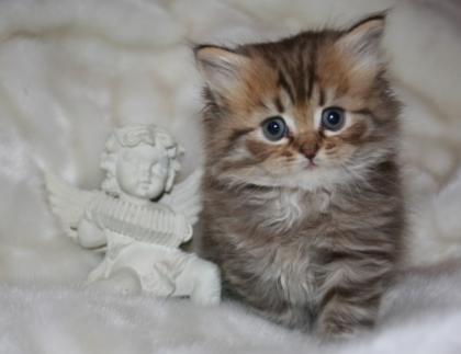 Highlander und BKH Bärchen von Xantos chocolate tabby und point