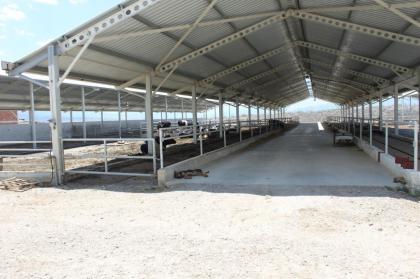 Türkei Milchfarm mit EU Standard Rinderzucht zu verkaufen