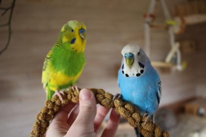 Ganzjährig wunderschöne handzahme nestjunge Wellensittiche / Wellis in sehr vi