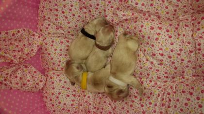 American Cocker Spaniel Welpen silberblond VDH FCI