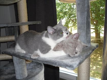 Suche Besitzer zu Abby und Tony britsch Kurzhaar ursprünglich aus Braunschwei