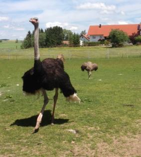 Vogelstrauß quartett trio alle Hennen legen Eier Strauß