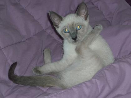 Reinrassige blue-Point Siam Kitten geimpft entw. Gesundheitsbesch. abzugeben