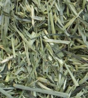 Grüner Hafer für Meerschweinchen Kaninchen Kleintiere