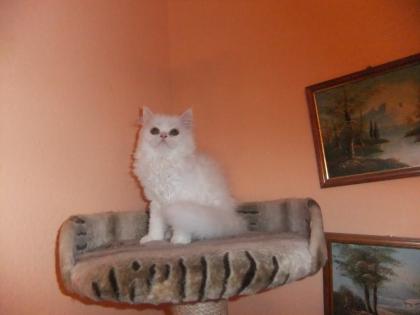 Perser perserkatze Babys