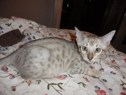 Bengalkitten in brown rosetted brown marbled und silber mink rosetted