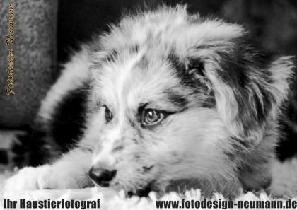 Haustierfotografie Fotoshooting