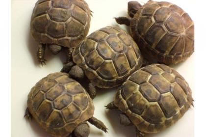 Verkaufe griechische Landschildkröten NZ 2022