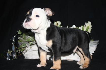 OEB Old English Bulldog Welpen Familienaufzucht US Papiere