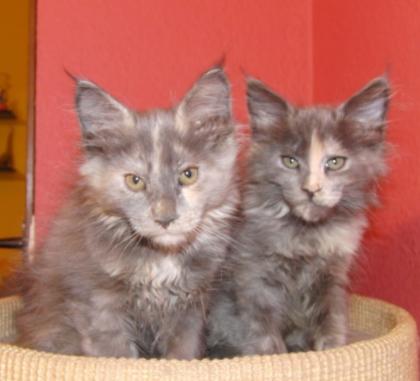 Aus einmaliger Verpaarung mit seltenem Stammbaum haben wir tolle Maine Coon Baby