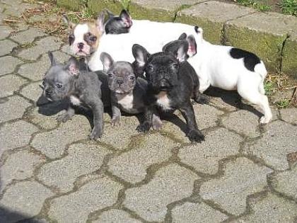 Französische Bulldogge blue 12 Wochen alt