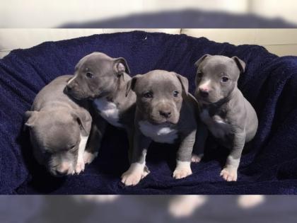Super-suser-pit-bull-welpe-mit-papieren/