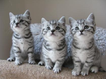 Silver-Tabby BritishKurzHaar Kätzchen mit Champion Stammbaum