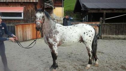 Wunderschöner Appaloosa Wallach mit Paß geimpft