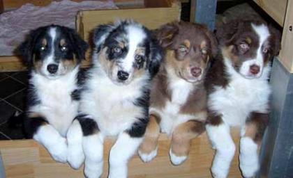Australian Shepherd Welpen in tollen Farben mit blauen Augen