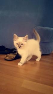 Birma Katze Katzenbaby männlich