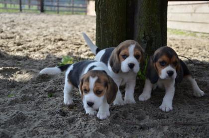 Beagle Welpen reinrassig tricolor in liebevolle