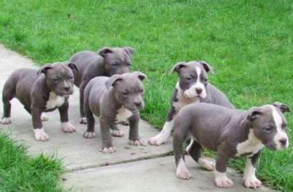 XXL - AMERICAN Pitbull Welpen Blueline