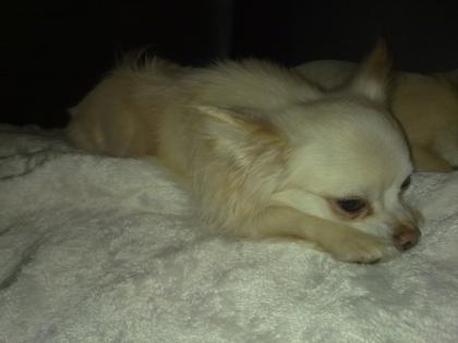 Reinrassiger Chihuahua Deckrüde Kein Verkauf