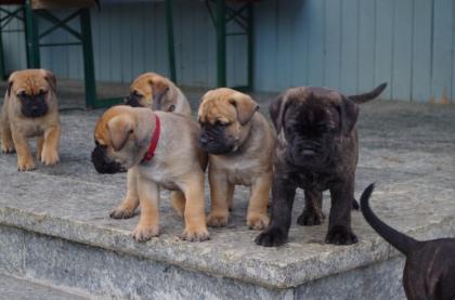 Bildhübsche reinrassige Bullmastiff Welpen Ahnentafel