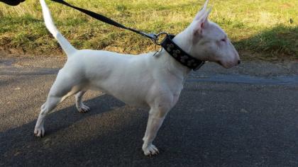 Rüden Hündinnen Miniatur Bullterrier vom VDH Züchter