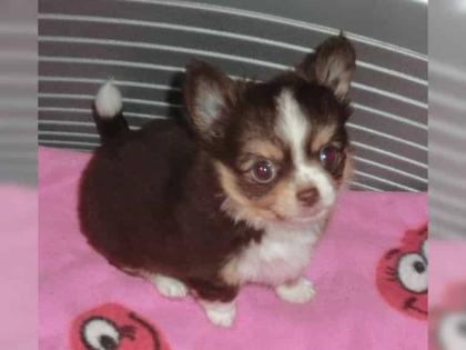 SUPER Chihuahua Welpen in Kurzhaar VDH/FCI. Klasse statt Masse