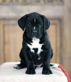 Wunderschöne Cane Corso Welpen grau/blau und schwarz