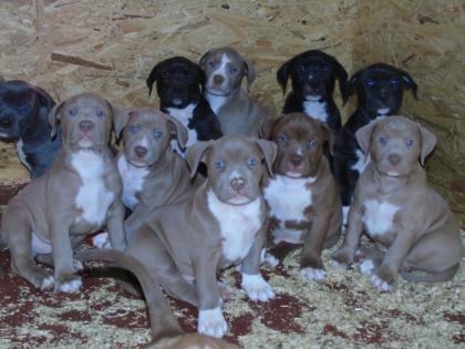 UKC - American Pitbull Terrier Rote und blaue Nase
