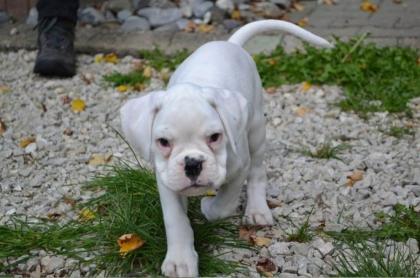 Bildschöne Boxer Welpen