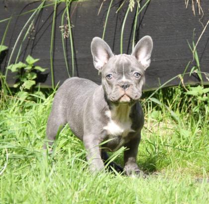 Französische Bulldogge Welpen mit Papieren blau blue-sable und blue-red-fa