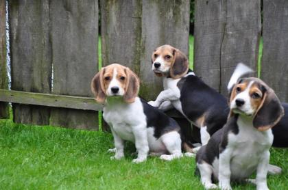 Wunderschöne typvolle Beaglewelpen suchen ein neues Zuhause.