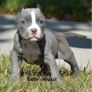 Pitbull Welpe
