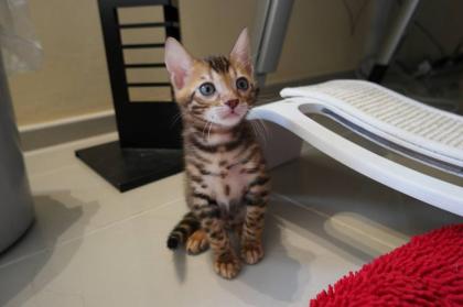 Bezaubernde Bengal Kitten inkl. Stammbaum Bengalen Katzen