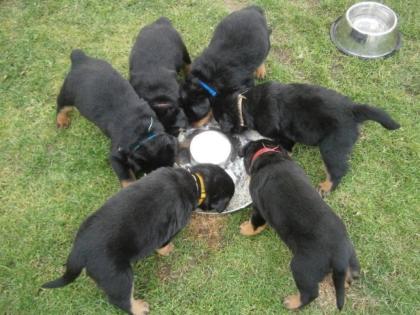 Wunderschöne Rottweilerwelpen mehrfach entwurmt geimpft und gechipt