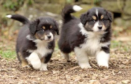 Bildhübsche typvolle Australian Shepherd Welpen ASCA Showlinie